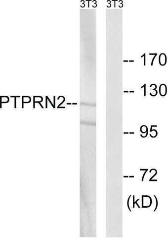 Anti-PTPRN2 antibody produced in rabbit