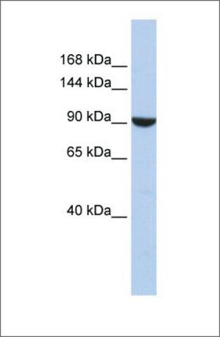 Anti-PWP2 antibody produced in rabbit