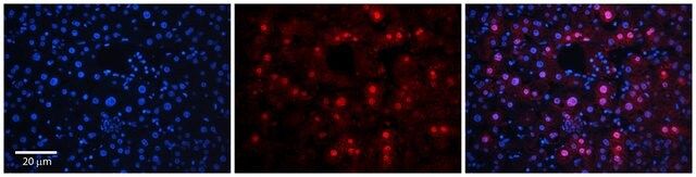 Anti-RAD54B (ab2) antibody produced in rabbit