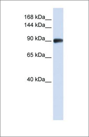 Anti-RAD54B (ab1) antibody produced in rabbit