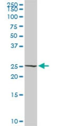 Anti-RALB antibody produced in rabbit
