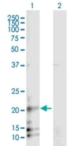 Anti-RAMP3 antibody produced in mouse