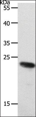 Anti-RAMP2 antibody produced in rabbit