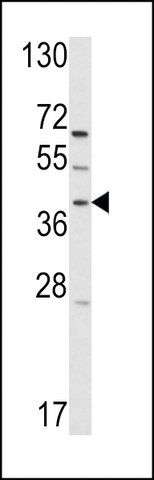 ANTI-RAI3(C-TERMINAL) antibody produced in rabbit