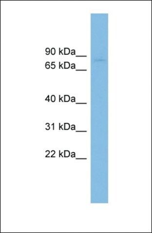 Anti-RAI16 antibody produced in rabbit
