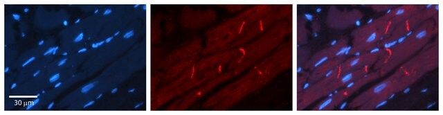 Anti-RALBP1, (N-terminal) antibody produced in rabbit