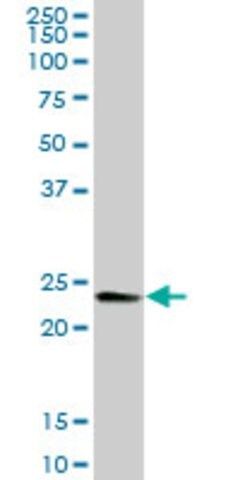 Anti-RALB antibody produced in mouse