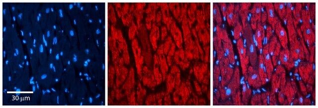 Anti-RAP1B, (N-terminal) antibody produced in rabbit