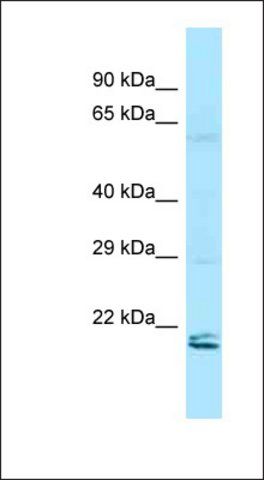 Anti-RAP2A antibody produced in rabbit