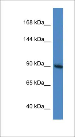 Anti-RASA1 antibody produced in rabbit