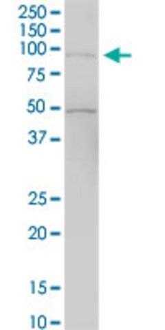 Anti-RASAL1 antibody produced in mouse
