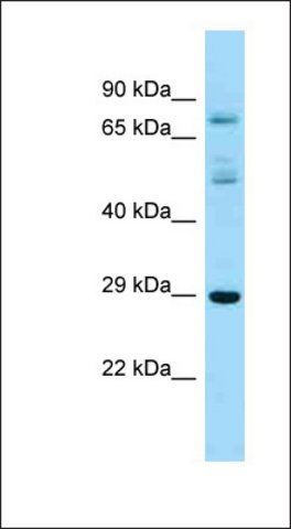 Anti-RASL12 antibody produced in rabbit