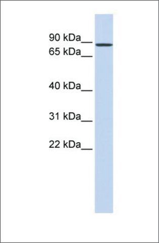 Anti-RBAK antibody produced in rabbit