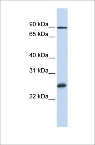 Anti-RBPMS antibody produced in rabbit