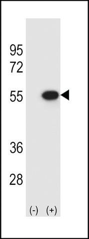 ANTI-REPTIN/TIP49B/RUVB2(C-TERMINAL) antibody produced in rabbit