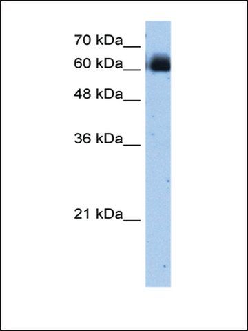 Anti-RELB (AB3) antibody produced in rabbit