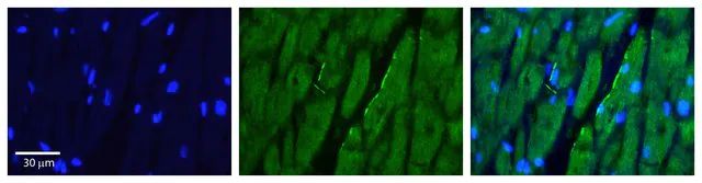 Anti-RDX antibody produced in rabbit