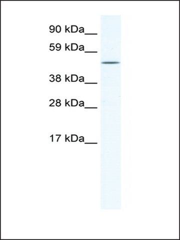 Anti-RELB (AB2) antibody produced in rabbit