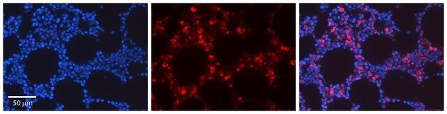 Anti-REL antibody produced in rabbit