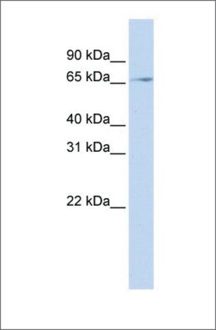 Anti-REL (ab1) antibody produced in rabbit