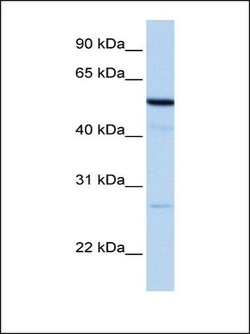 Anti-REEP4 antibody produced in rabbit