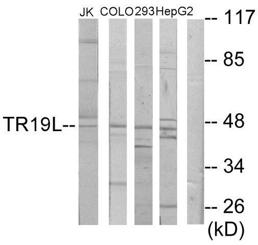 Anti-RELT antibody produced in rabbit