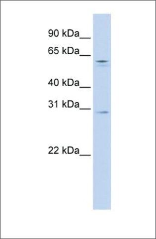 Anti-REC8 antibody produced in rabbit