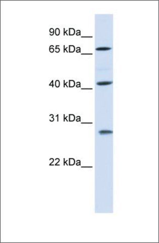 Anti-RDM1 antibody produced in rabbit
