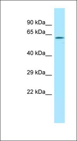 Anti-RDX antibody produced in rabbit