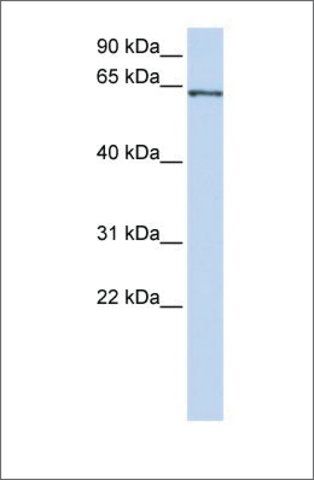 Anti-RELA antibody produced in rabbit