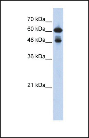 Anti-RELA antibody produced in rabbit
