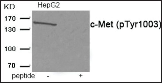 Anti-phospho-c-Met (pTyr<sup>1003</sup>) antibody produced in rabbit