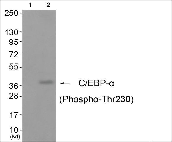 Anti-phospho-C/EBP-α (pThr<sup>230</sup>) antibody produced in rabbit
