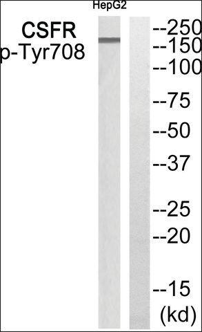 Anti-phospho-CSFR (pTyr<sup>708</sup>) antibody produced in rabbit