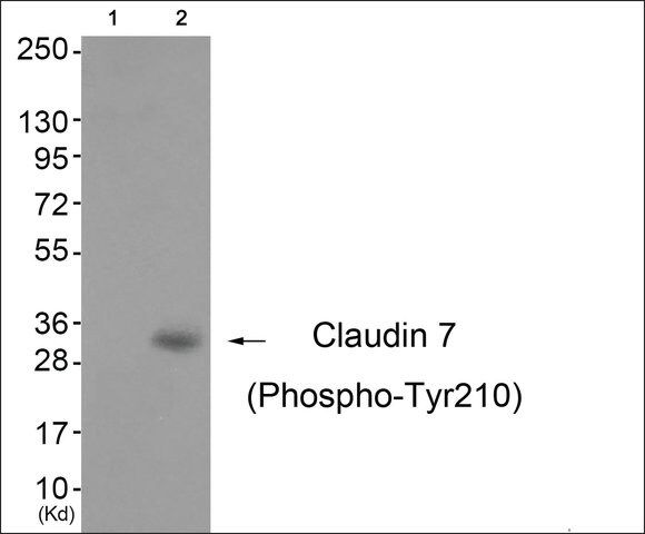 Anti-phospho-Claudin 7 (pTyr<sup>210</sup>) antibody produced in rabbit