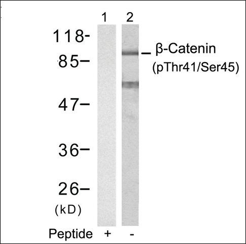 Anti-phospho-CTNNB1 (pThr<sup>41</sup>/pSer<sup>45</sup>) antibody produced in rabbit