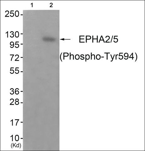Anti-phospho-EPHA2/5 (pTyr<sup>594</sup>) antibody produced in rabbit