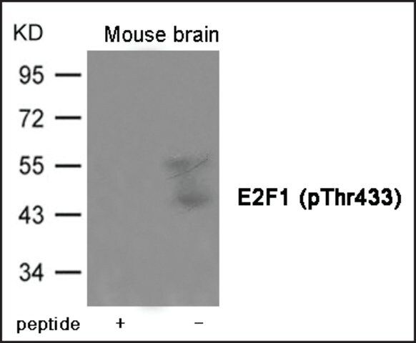 Anti-phospho-E2F1 (pThr<sup>433</sup>) antibody produced in rabbit