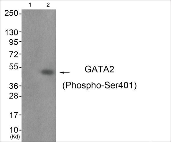 Anti-phospho-GATA2 (pSer<sup>401</sup>) antibody produced in rabbit
