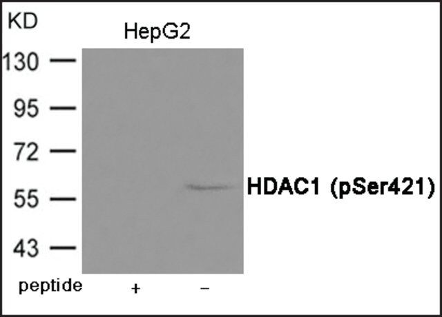 Anti-phospho-HDAC1 (pSer<sup>421</sup>) antibody produced in rabbit