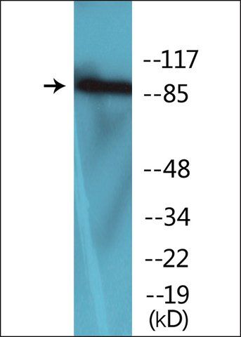 Anti-phospho-FGFR1 (pTyr<sup>654</sup>) antibody produced in rabbit