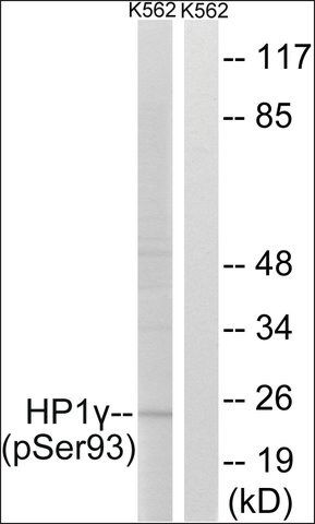 Anti-phospho-HP1γ (pSer<sup>93</sup>) antibody produced in rabbit