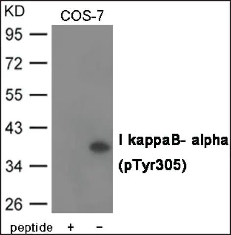 Anti-phospho-I κB-α (pTyr<sup>305</sup>) antibody produced in rabbit