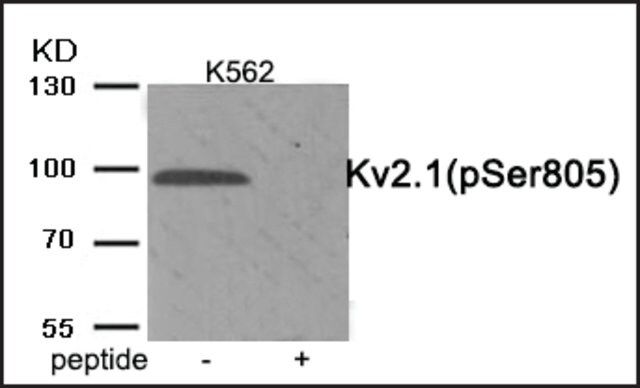 Anti-phospho-Kv2.1 (pSer<sup>805</sup>) antibody produced in rabbit
