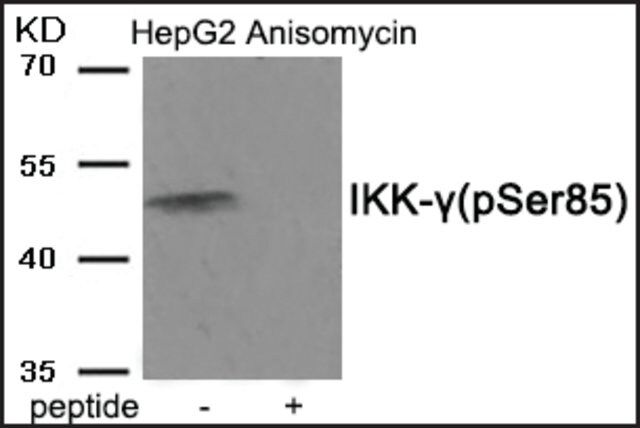 Anti-phospho-IKK-γ (pSer<sup>85</sup>) antibody produced in rabbit