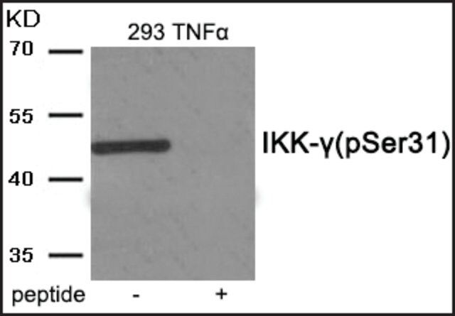 Anti-phospho-IKK-γ (pSer<sup>31</sup>) antibody produced in rabbit