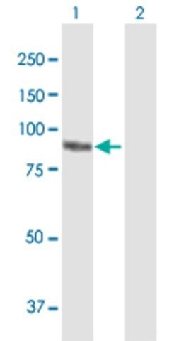 Anti-PKP3 antibody produced in mouse