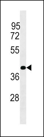 ANTI-PLCXD1 (CENTER) antibody produced in rabbit
