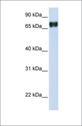 Anti-PLEKHA4 (ab1) antibody produced in rabbit