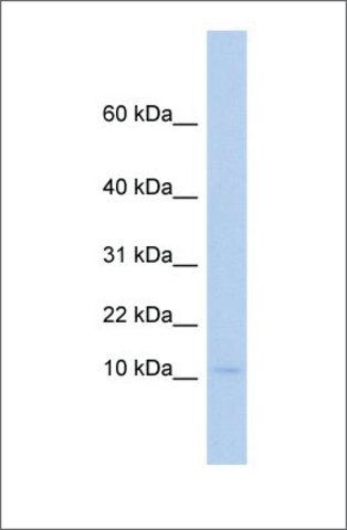 Anti-PLAC9 antibody produced in rabbit
